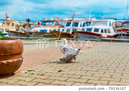 Seagull walks along the embankment of the city in Istanbul 79336187