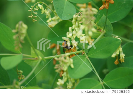 A tiger bumblebee sucking the honey of a weeping cowpea 79336365