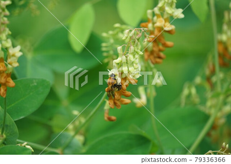 A tiger bumblebee sucking the honey of a weeping cowpea 79336366