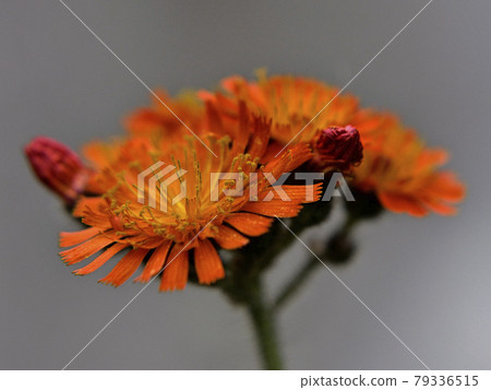 Coulin dandelion Coulin dandelion 79336515