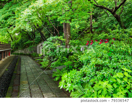 Tokyo Takahata Fudoson Kongoji Temple Precincts after the rain 79336547