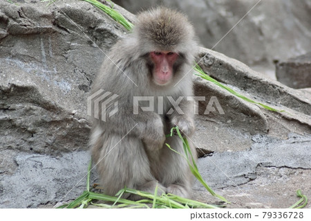 Japanese macaques grabbing grass Japanese macaques grabbing grass 79336728