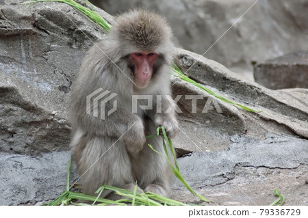 日本獼猴抓草 日本獼猴抓草 79336729