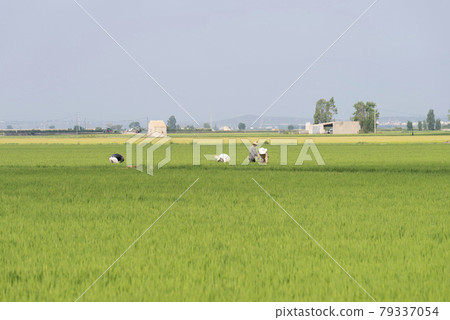 Unrecognized Farmers working in rice field Unrecognized Farmers working in rice field 79337054