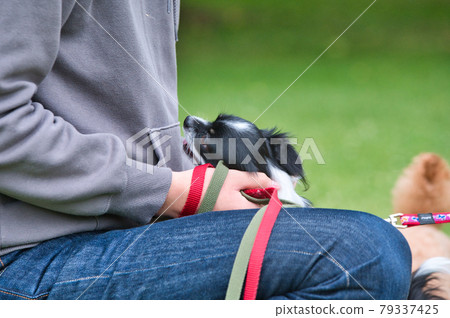 吉娃娃跑向它的主人 吉娃娃跑向它的主人 79337425