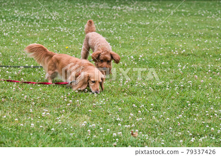 玩具貴賓犬和小型臘腸犬在公園裡散步 玩具貴賓犬和小型臘腸犬在公園裡散步 79337426