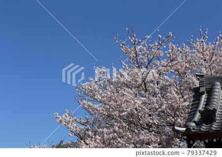 Okazaki / Gyofukuji Okazaki / Gyofukuji 79337429