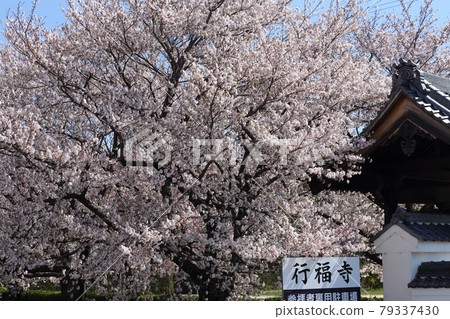 岡崎/行福寺 岡崎/行福寺 79337430