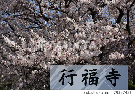 岡崎/行福寺 岡崎/行福寺 79337431
