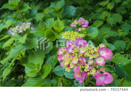 Hydrangea after the rain 79337484