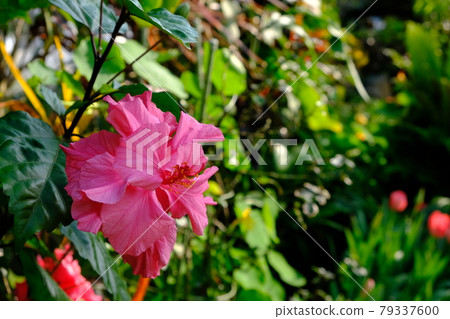 Pink shoeblackplant Pink shoeblackplant 79337600