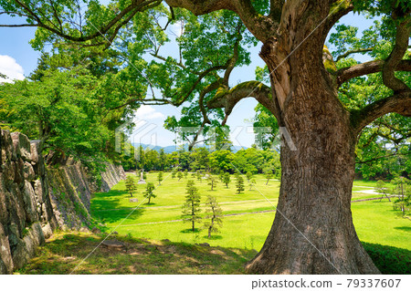 松江城樟樹和外庫魯瓦（二之丸下層） 79337607