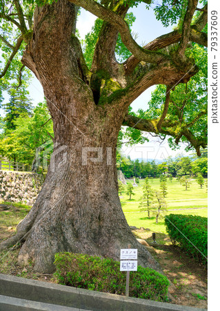 松江城堡樟樹 79337609