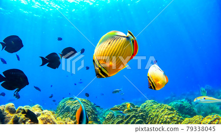沖繩赤島的西濱海灘水下照片 沖繩赤島的西濱海灘水下照片 79338045