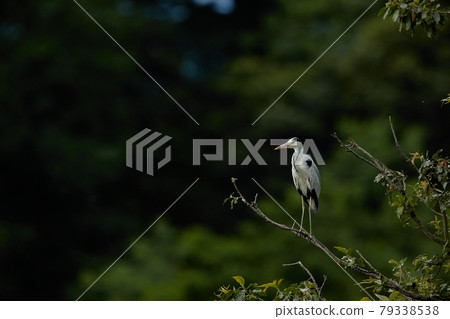 Gray Heron / Summer_2 Gray Heron / Summer_2 79338538