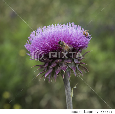 Bumblebee on a thistle, Patagonia 79338543