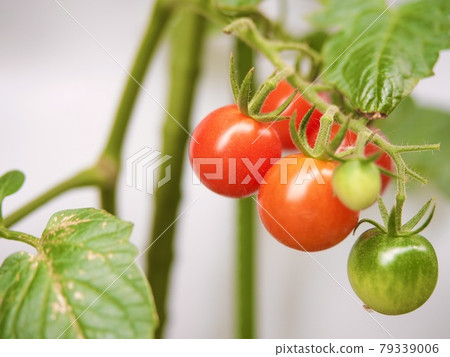 Mini tomato before harvest Mini tomato before harvest 79339006