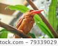 紅紅的翠鳥棲息在樹上 79339029
