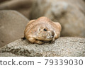 黑尾土撥鼠趴在石頭上 79339030