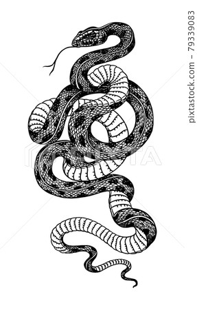 Pit viper. Crotaline snake or pit adders. Venomous Reptilia illustration. Engraved hand drawn in old 79339083