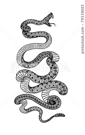 Pit viper. Crotaline snake or pit adders. Venomous Reptilia illustration. Engraved hand drawn in old 79339085