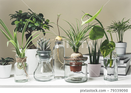 A variety of home plants A variety of home plants 79339098