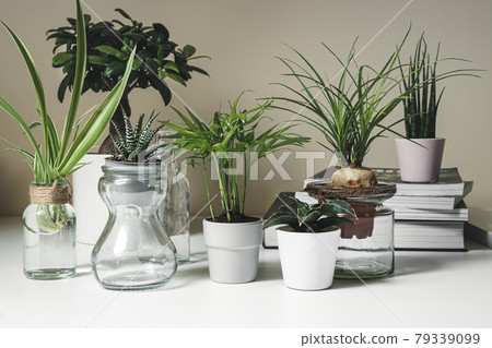 Mini plants in pots 79339099