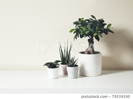 Home plants on white background Home plants on white background 79339100