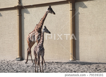 Giraffe Family Giraffe Family 79339101