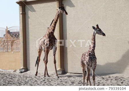 Giraffe Family 79339104