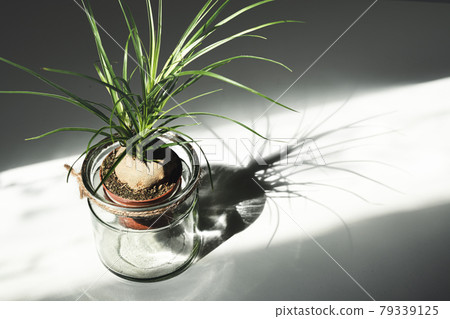 beaucarnea recurvata in glass jar 79339125