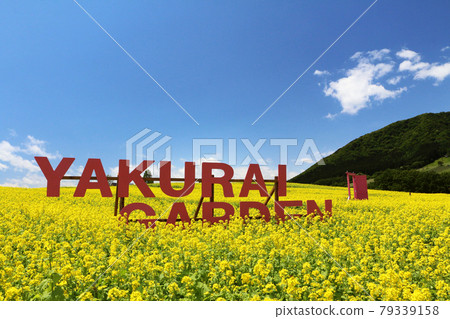 Spring Yakurai Garden, rape field and blue sky on Furunooka 79339158
