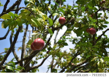 Tree nuts Tree nuts 79339315