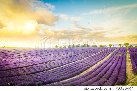 Lavender field under blue sky Lavender field under blue sky 79339444
