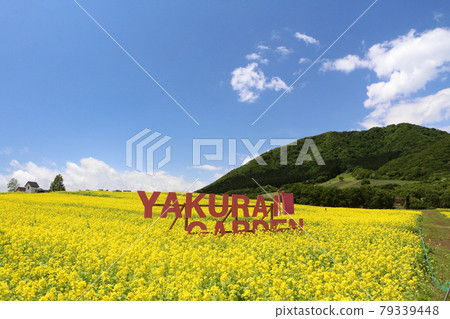 古之岡春天的屋倉花園、油菜花田和藍天 79339448