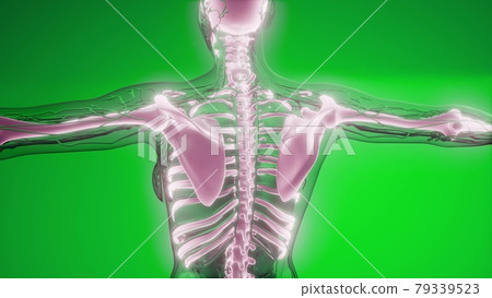 Transparent Human Body with Visible Bones 79339523