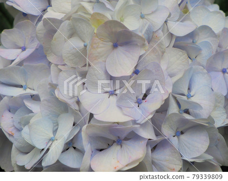 Hydrangea of Ryugoyama Senkoji Temple Light purple hydrangea up Toyoda, Yamamotomachi, Kurume City, Fukuoka Prefecture Hydrangea of Ryugoyama Senkoji Temple Light purple hydrangea up Toyoda, Yamamotomachi, Kurume City, Fukuoka Prefecture 79339809