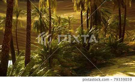 Oasis in hot Sahara Desert Oasis in hot Sahara Desert 79339859