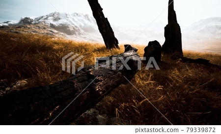 burnt tree logs after forest fire 79339872
