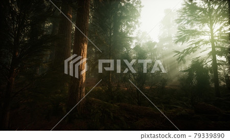 Redwood Forest Foggy Sunset Scenery 79339890