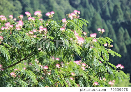 合歡樹在晚上關閉它的葉子以進行睡眠活動 79339978