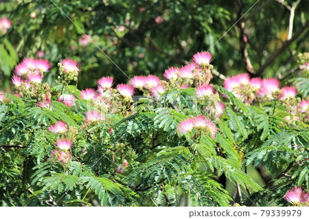 合歡花的特徵是粉紅色的刷狀花。 79339979