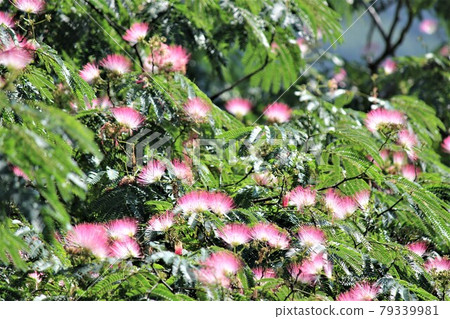 The English name is Silk Tree from the delicate image of flower joy The English name is Silk Tree from the delicate image of flower joy 79339981
