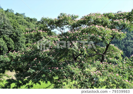 合歡花映襯藍天 79339983
