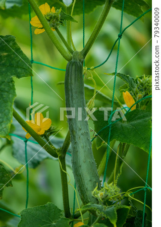菜園黃瓜種植（鮮花和收穫前的水果） 79340009