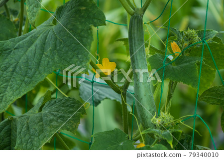 Cucumber cultivation in the vegetable garden (flowers and pre-harvest fruits) Cucumber cultivation in the vegetable garden (flowers and pre-harvest fruits) 79340010