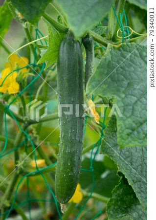 菜園黃瓜種植（鮮花和收穫前的水果） 79340011