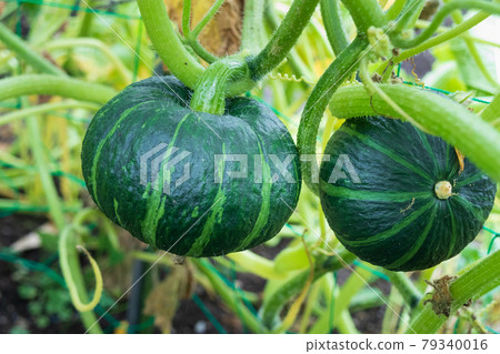 Cultivation of pumpkins in the vegetable garden (pumpkin fruits) Cultivation of pumpkins in the vegetable garden (pumpkin fruits) 79340016