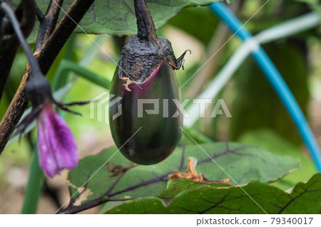 Cultivation of eggplant in the vegetable garden (flowers and fruits of eggplant before harvest) 79340017