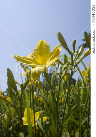 Yellow daily (Hemerocalis) flowers are in bloom. The name of this daily is Tamashii. Yellow daily (Hemerocalis) flowers are in bloom. The name of this daily is Tamashii. 79340059